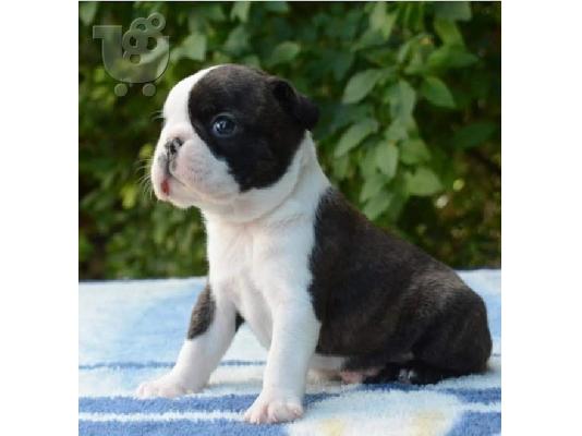 Όμορφα κουτάβια boston terrier